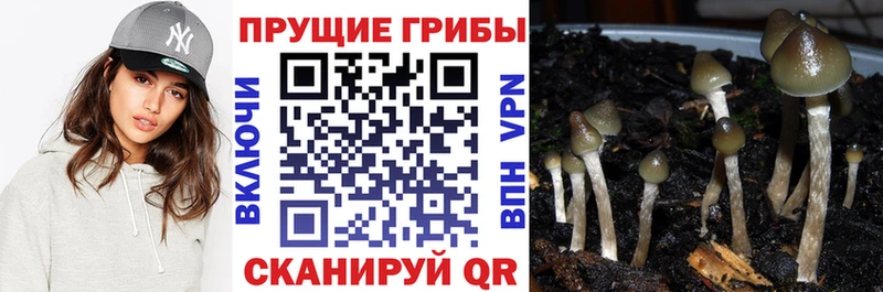 KRAKEN как войти  Кемь  Псилоцибиновые грибы прущие грибы  купить наркоту 